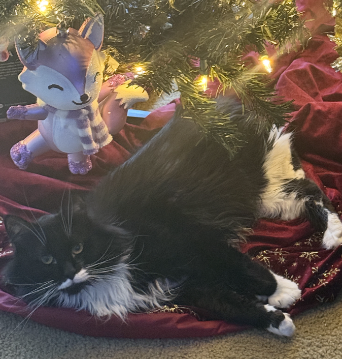 tuxedo cat lying under tree.  maroon tree skirt 