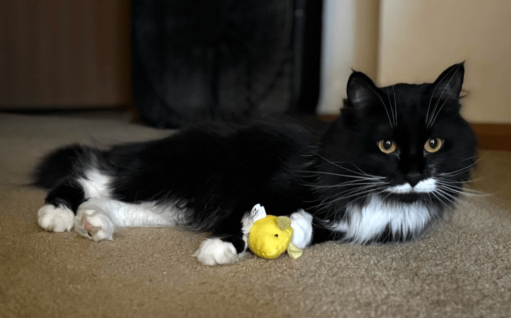 tuxedo cat lying on the floor with a yellow mouse 
