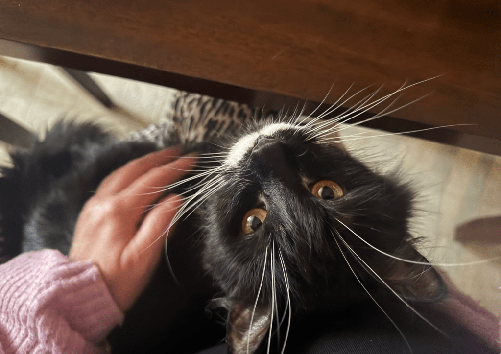 tuxedo cat looking up at author while sitting in her lap at the kitchen table