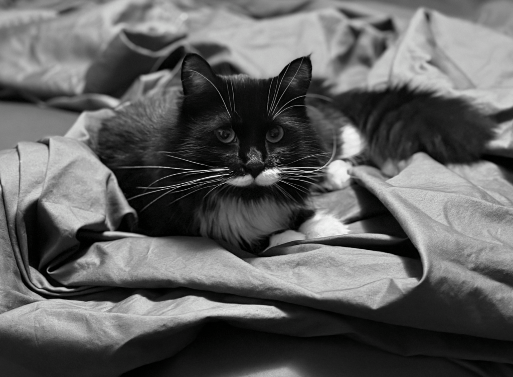 black and white photo of a tuxedo cat lying on grey bedsheets. (I have no idea why I turned it black and white. it already was!) 